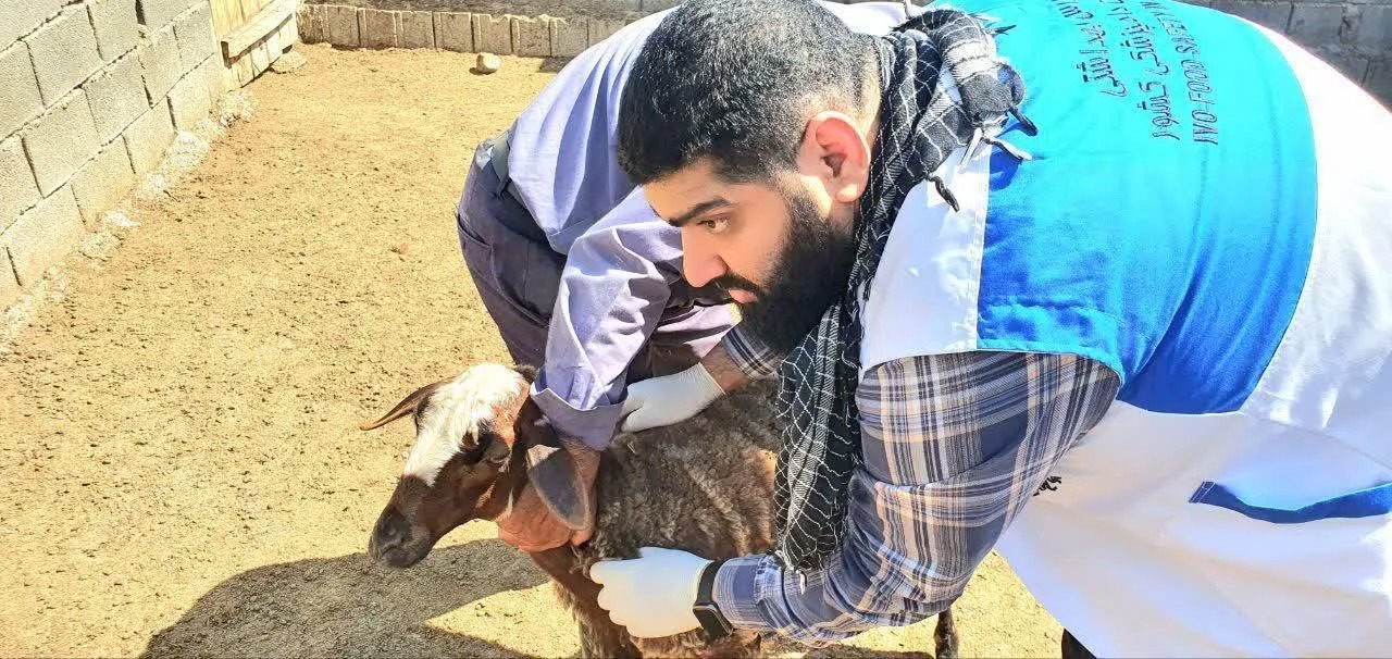 واکسیناسیون ۲۰۴ هزار رأس دام در قائم‌شهر