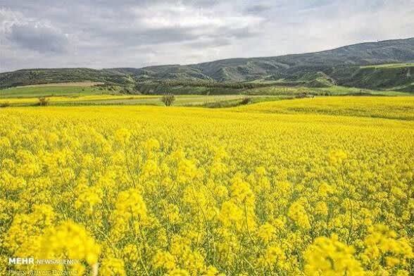 کشت پاییزه در ۱۵۰ هزار هکتار زمین مازندران