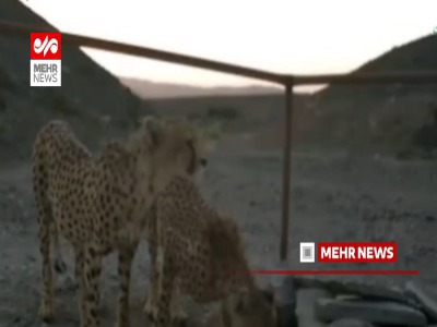 مشاهده ۲ یوزپلنگ در مرز خراسان رضوی و سمنان
